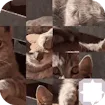 Cat Puzzle